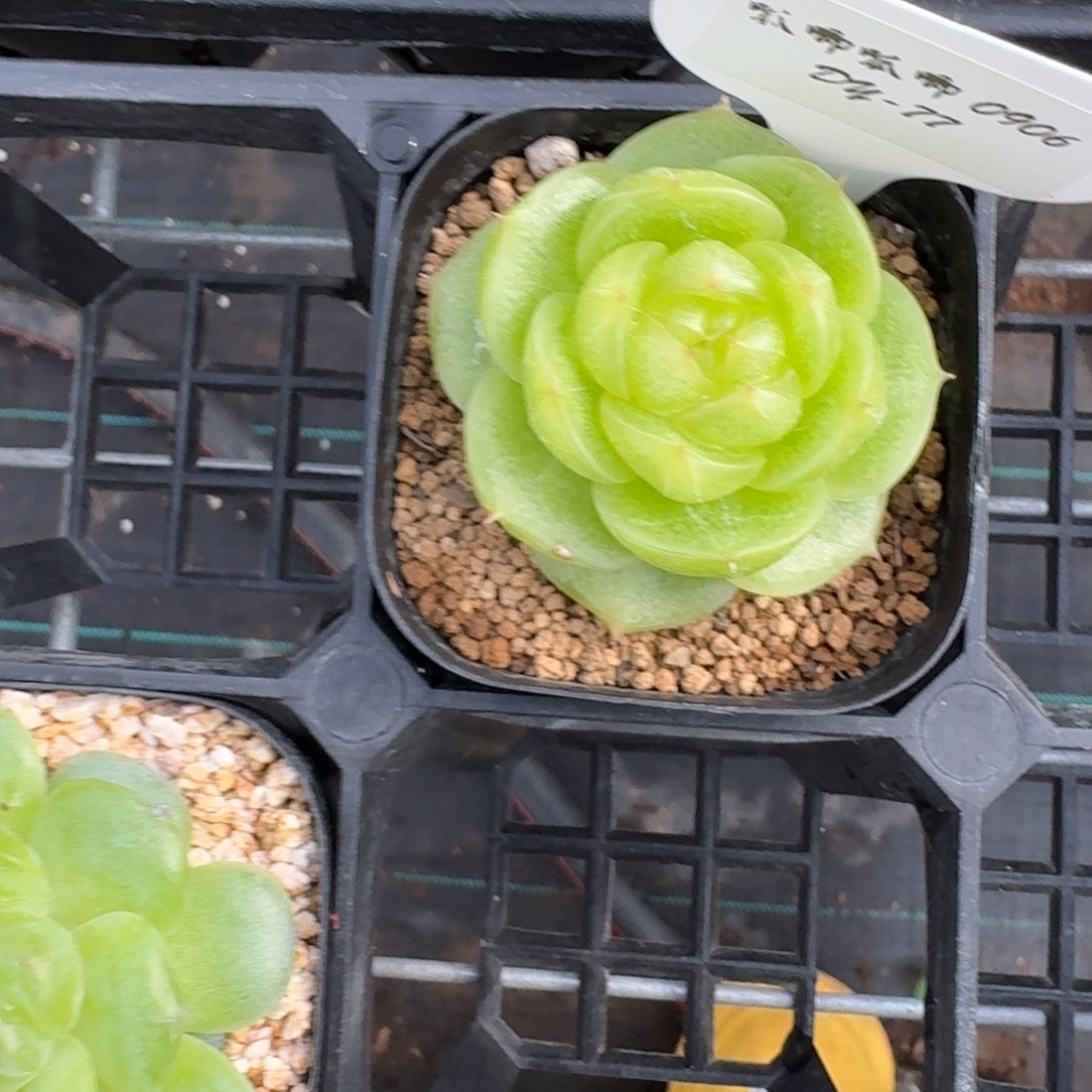 0906-077-灵耀珍妮