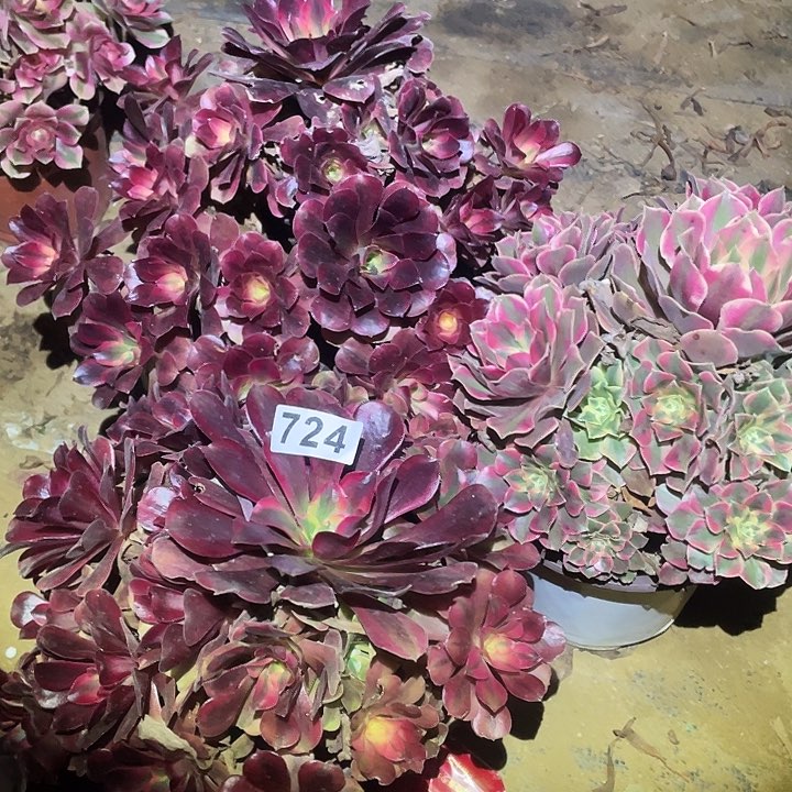 凤****进多肉植物断枝不包724法师3颗