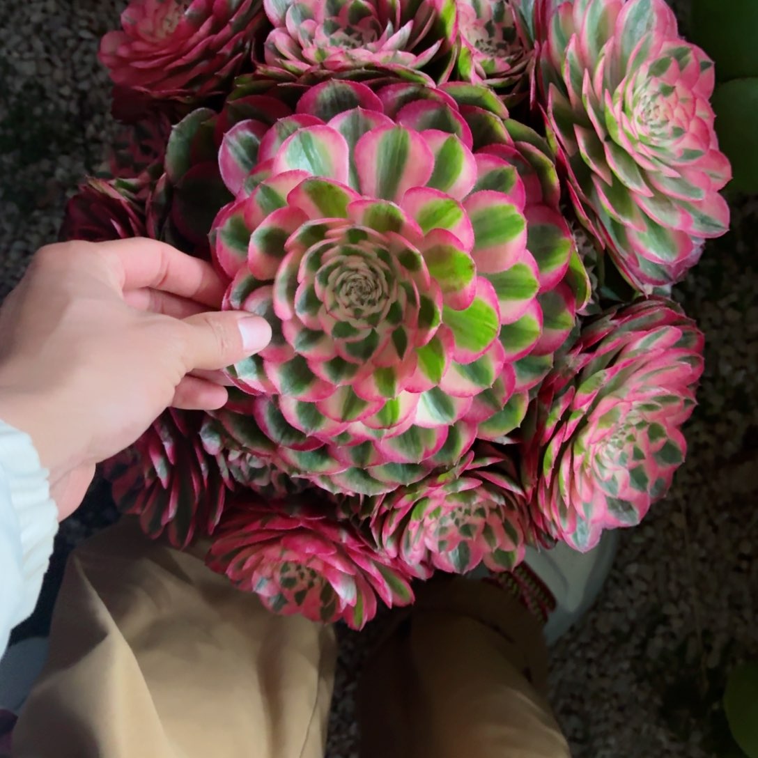 轩*爸多肉植物发货发货