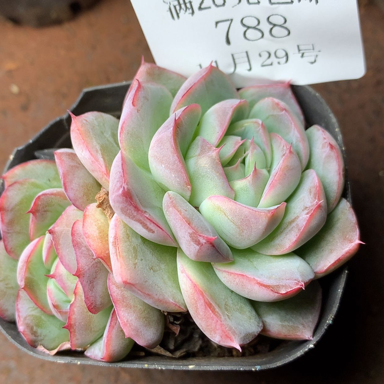 【闪购商品】云788号