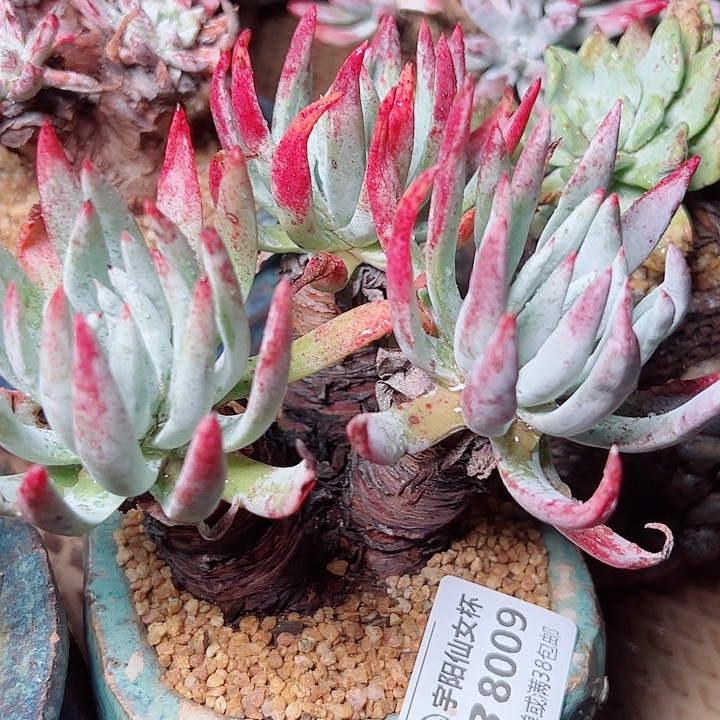 8008千售机仙女杯多肉