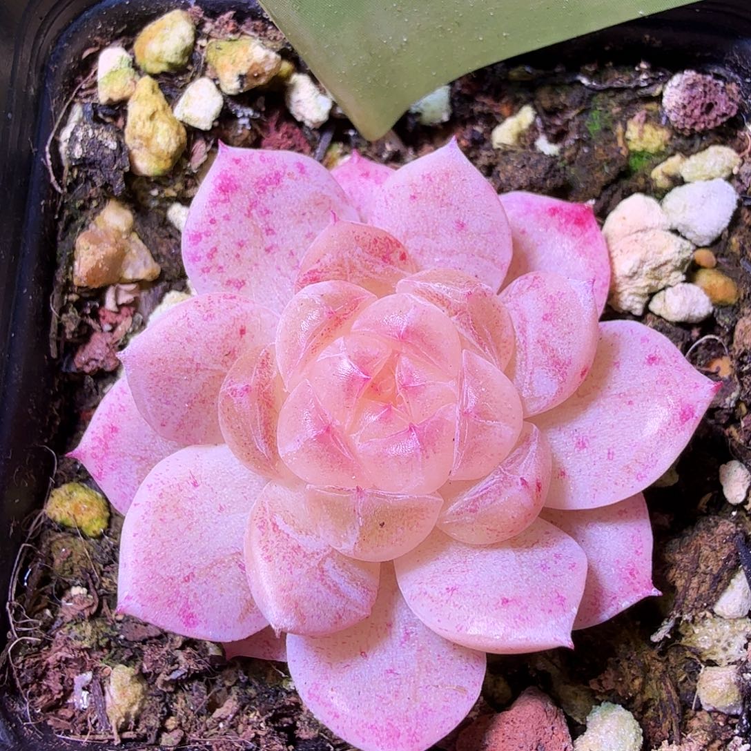 白冰开播福利一物一拍