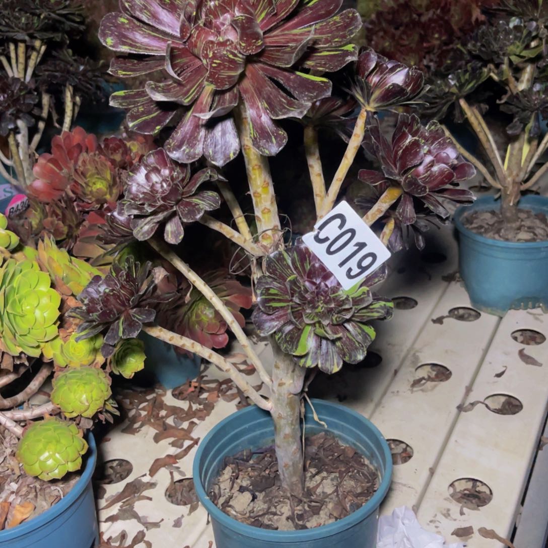 水墨丹青7////-9包邮