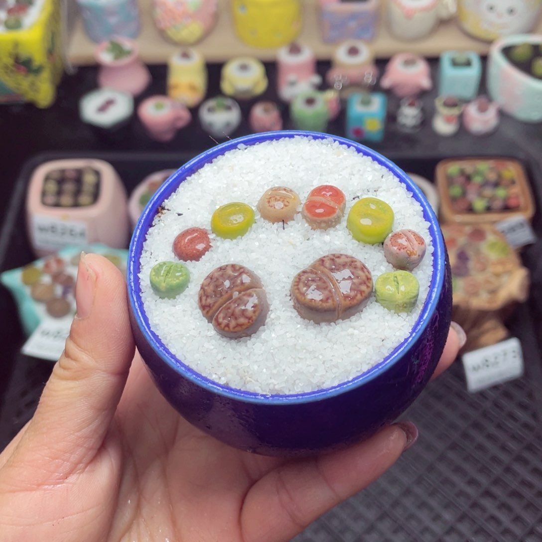 w8274 带盆土发货 -零下地区拍保温箱