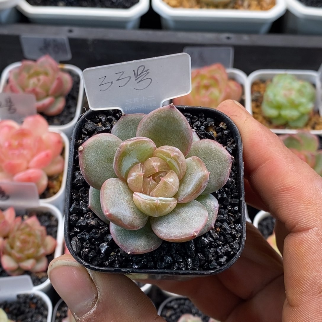 天官赐福百无禁忌