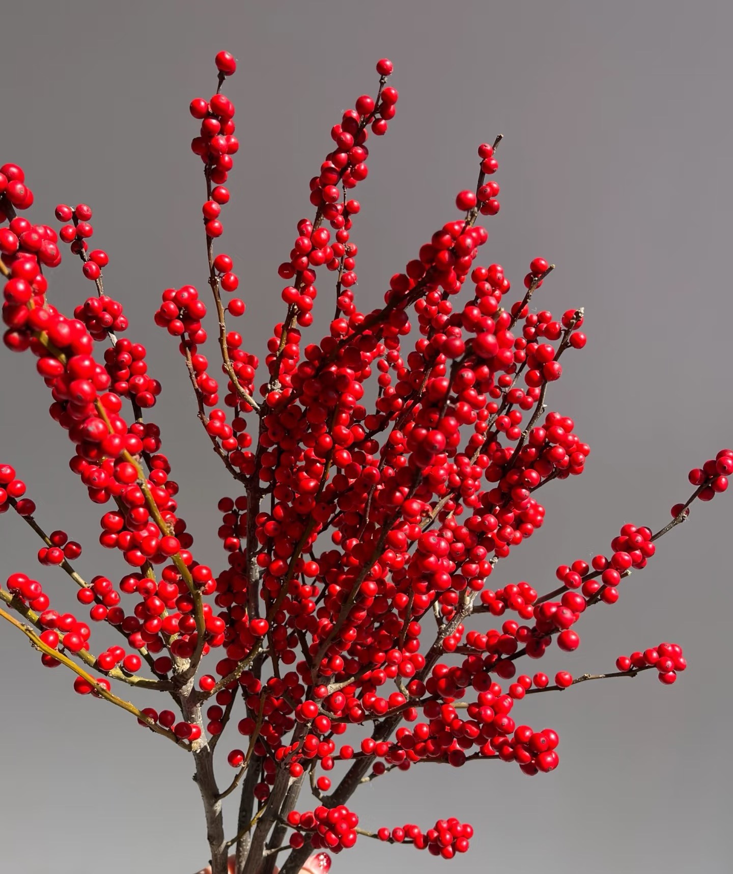 【落地款 80cm】北美冬青天物品牌状元红年宵花一枝独秀花期长