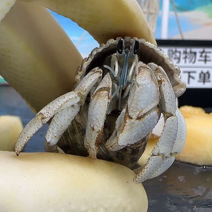 A59灰白1.7cm口径