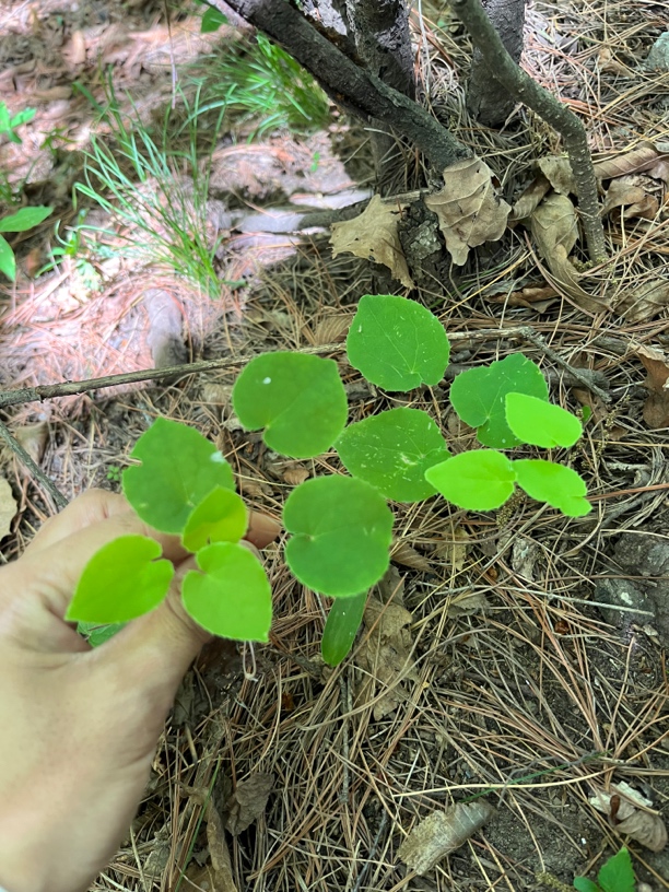 甘肃大山采摘淫山羊藿小叶三支九叶草