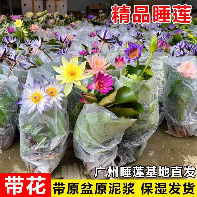 睡莲水培植物荷花带花阳台庭院四季开花水养花卉盆栽池塘莲花花苗