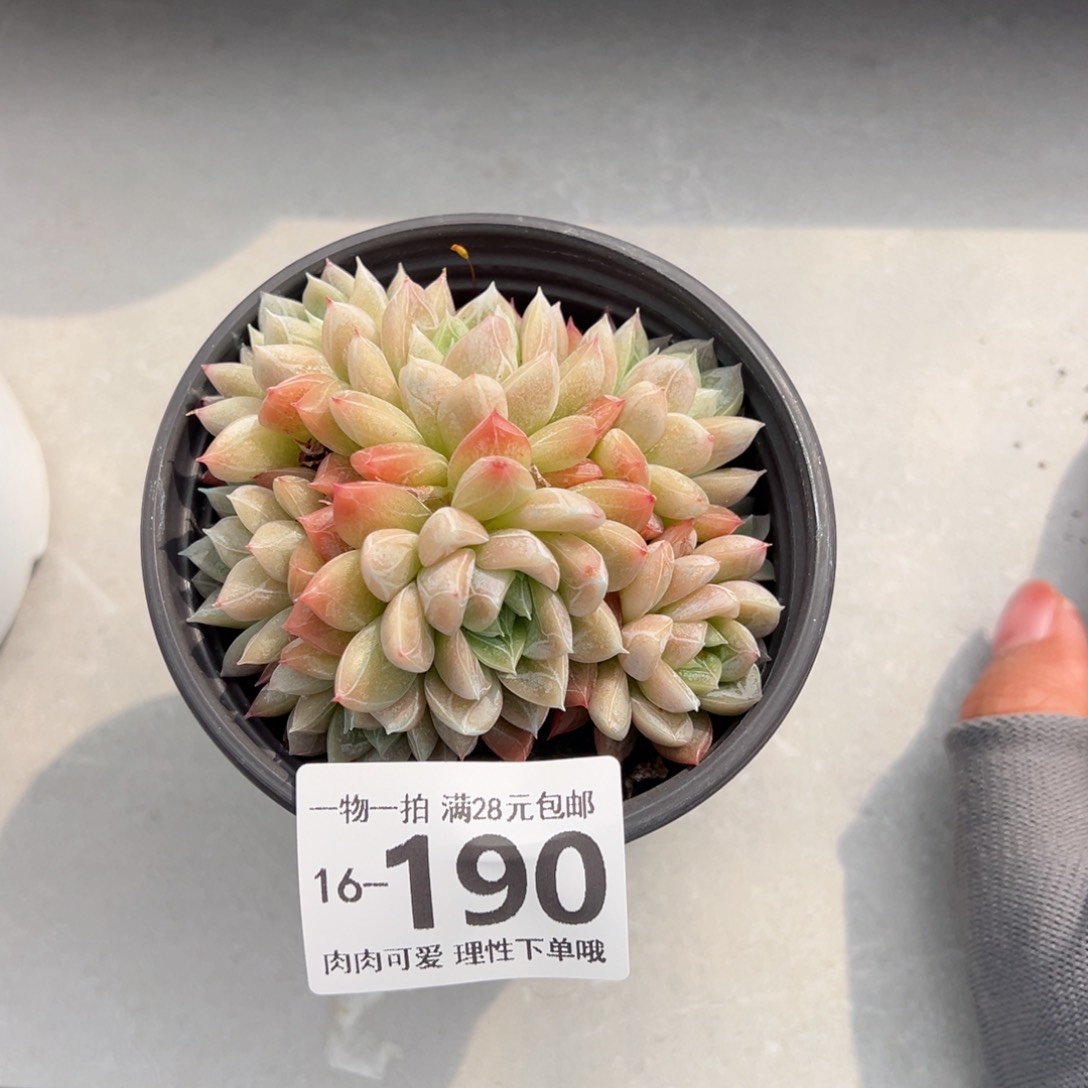 艾莎多肉多肉多肉多