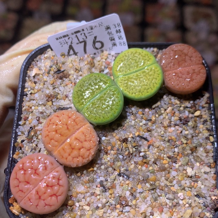 精品生石花213.476