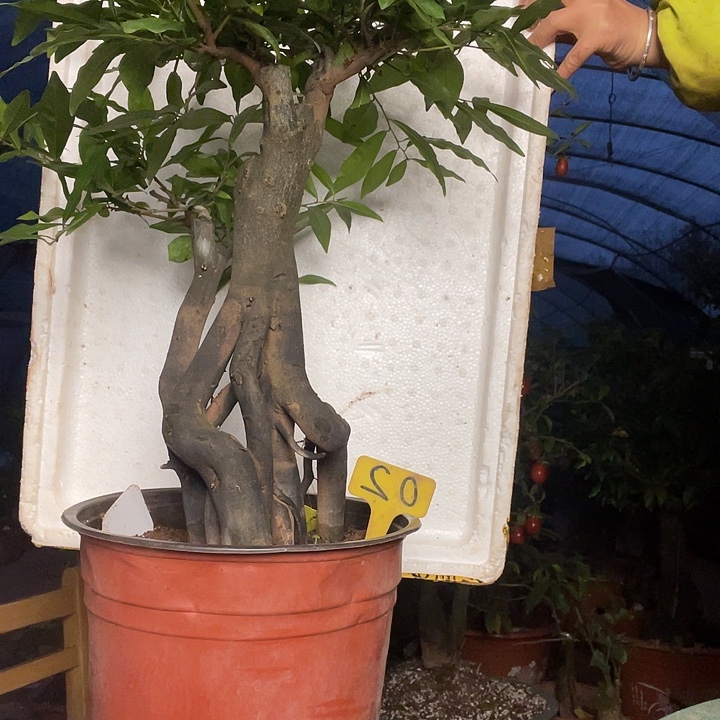 刘***杰无花朵金888888888