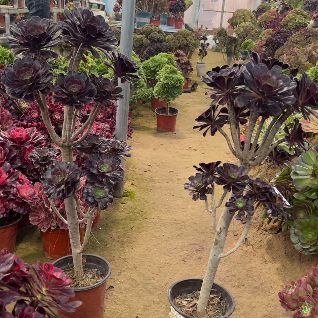 诶****姐679两颗多肉植物法师