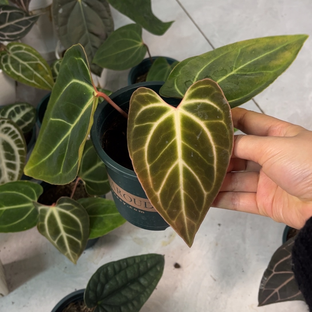 无花朵003 开耳粉边贝斯