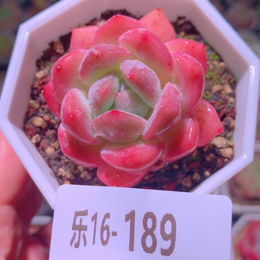 乐然16-189 刚毅单头 