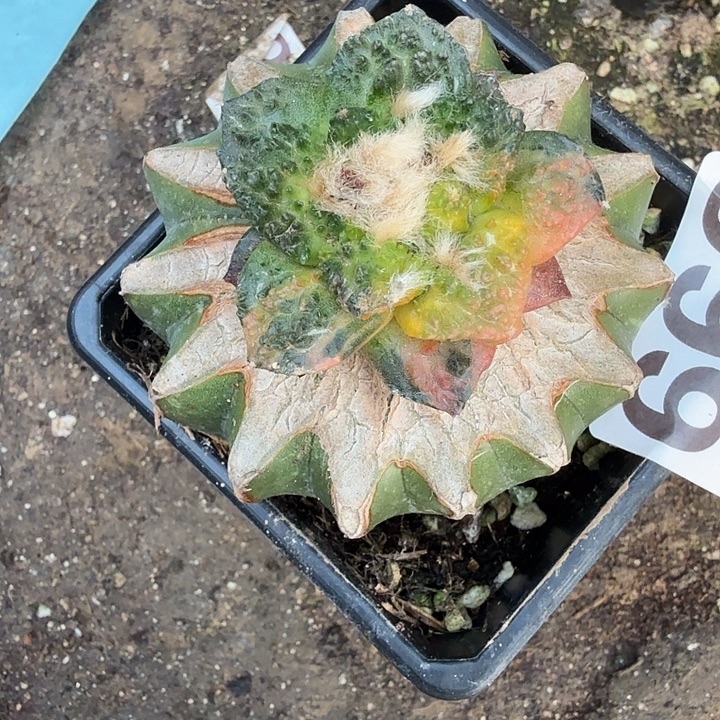 平***心无花朵998大型白肌蛋蛋加999红锦哥斯拉东三