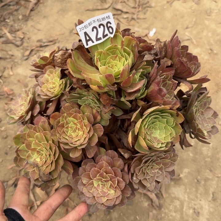 花月夜……多肉植物……