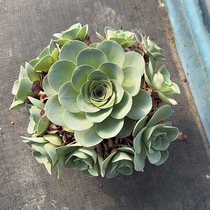 山地玫瑰一物一拍，脱土发，不包断侧芽