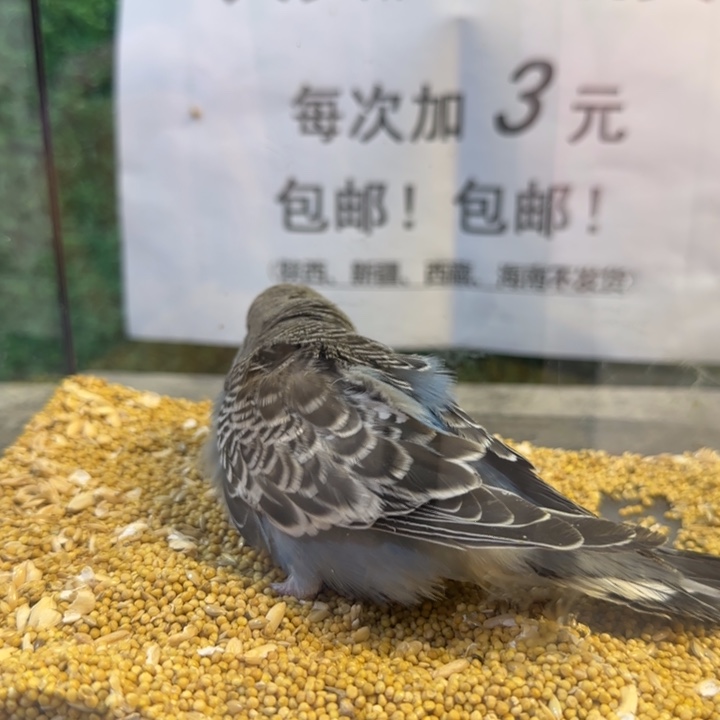 虎皮鹦鹉大头虎皮鹦鹉