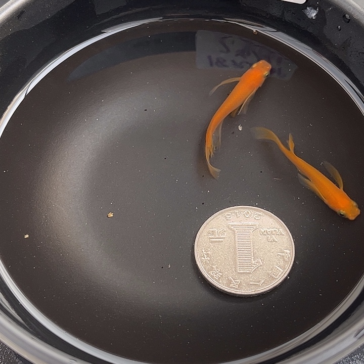 青鳉鱼真长鳍小野红帝2条8号