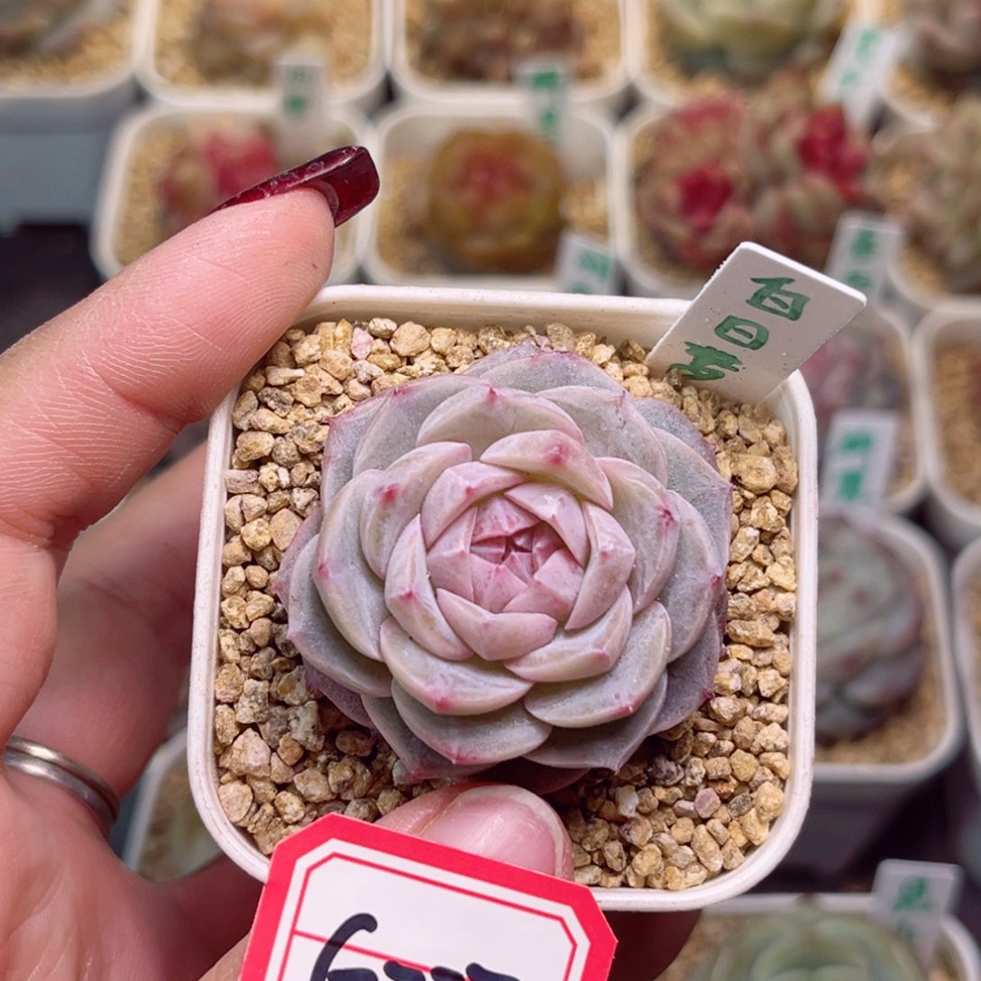 G777一物一拍 白日梦