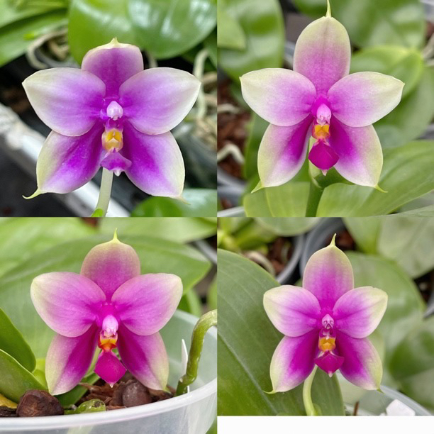 花农杰哥原生种珍奇类蝴蝶兰直播用链接 JG2301