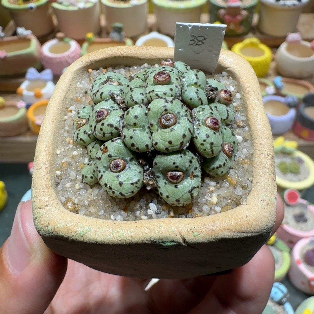 蘑菇1376安贞群多肉植物