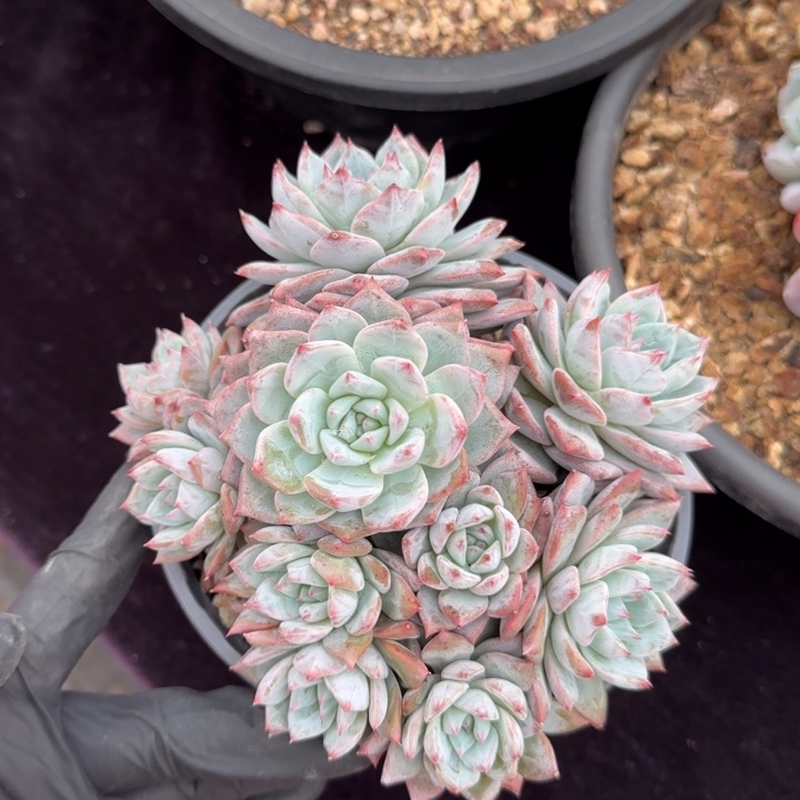 13厘米左右一物一拍的