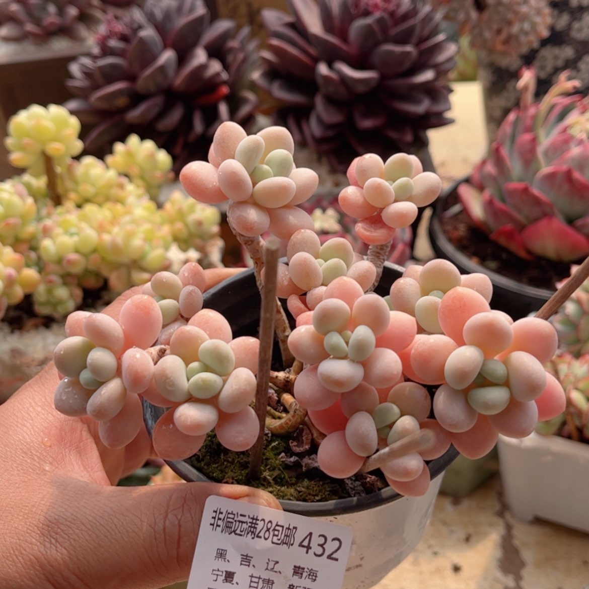 【闪购商品】432粉珍妮