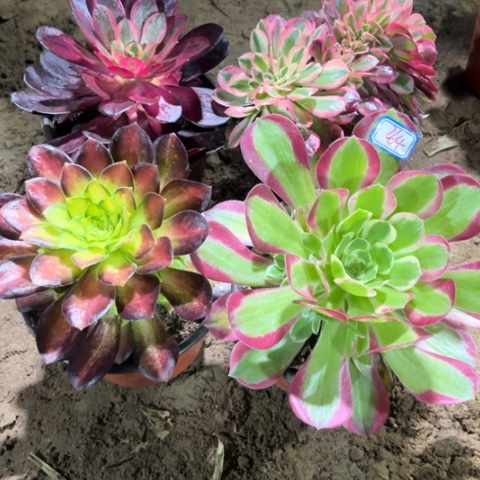 264多肉植物组合