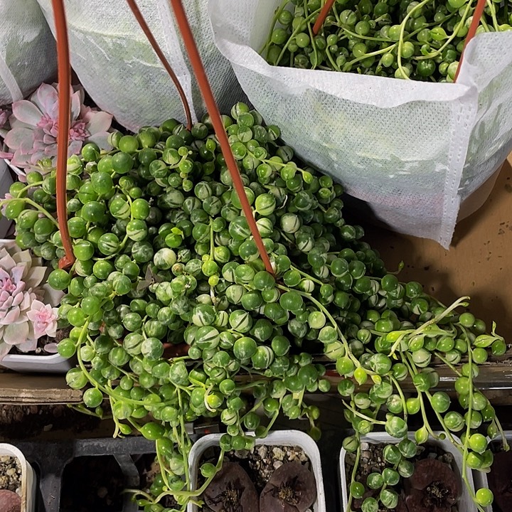 锦锦锦佛珠锦带盆土发