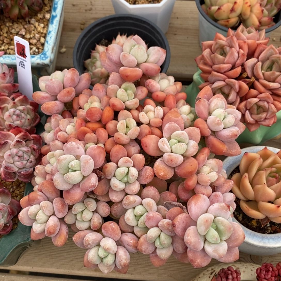 健健康康快快乐乐满38包邮多肉