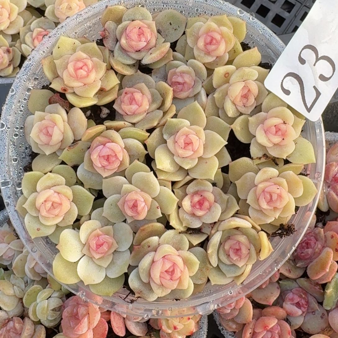 多肉植物多肉植物23