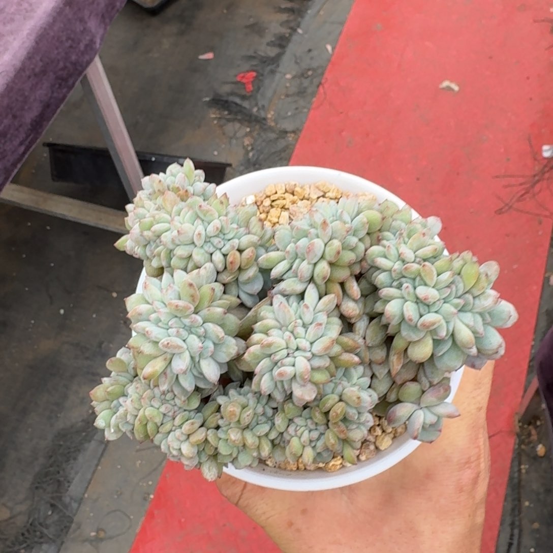 13厘米的尺寸一物一拍的