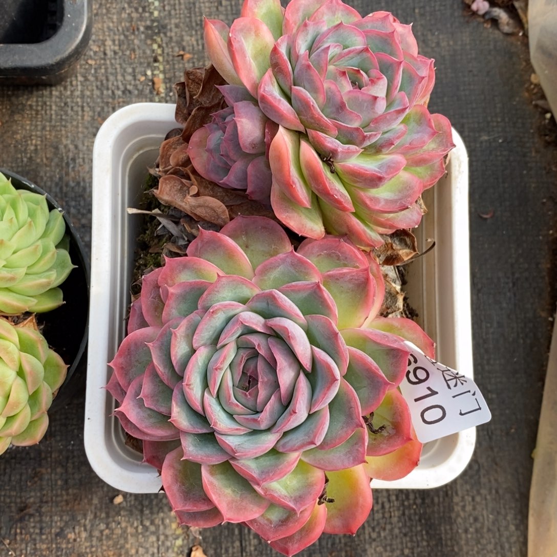 农***果杂交精品多肉6910~14厘米