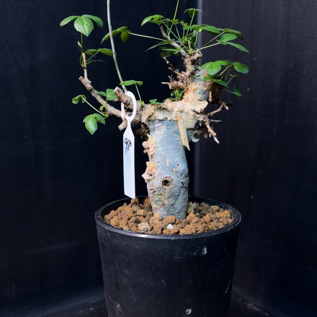 图坎蓝白皮产地福利