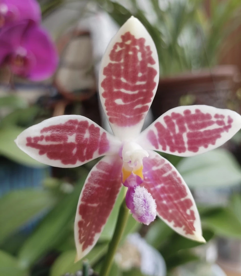  蓝盾交蓝柯宁（苗）2.5寸