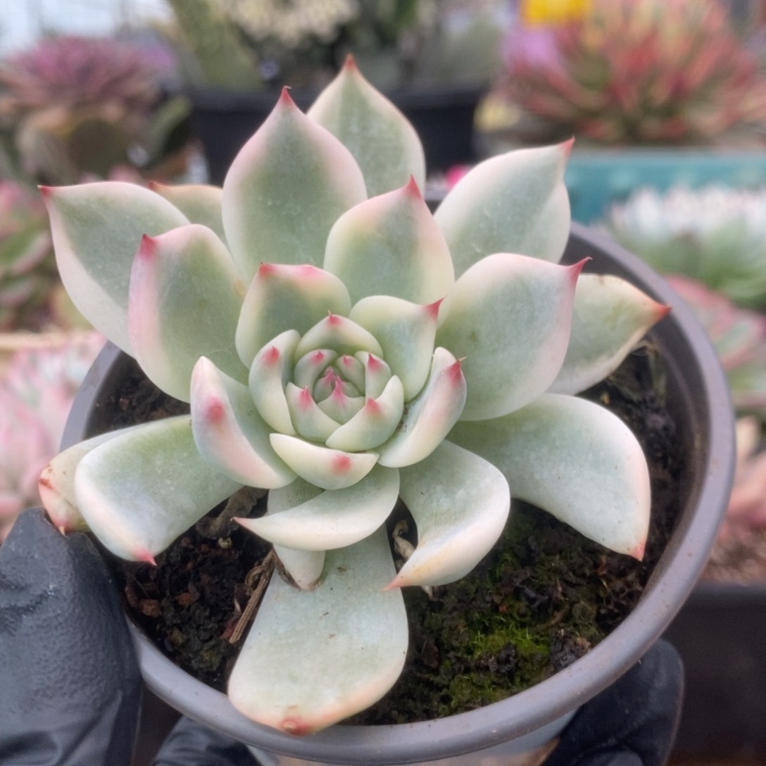 267锦锦锦锦锦锦锦