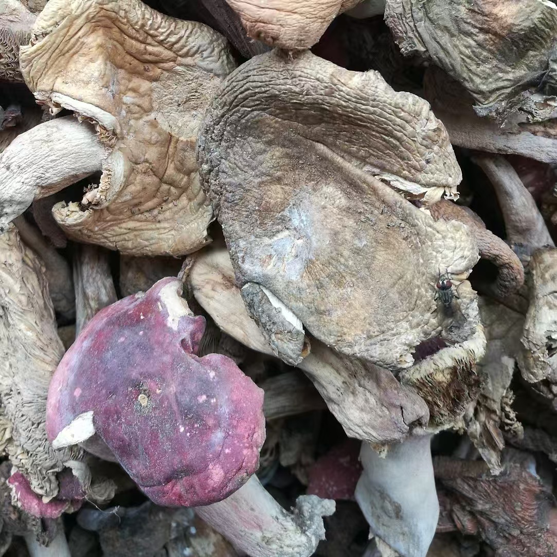 贵州野生菌新鲜纯野生菌菇正宗纯天然原生态农家干货特产