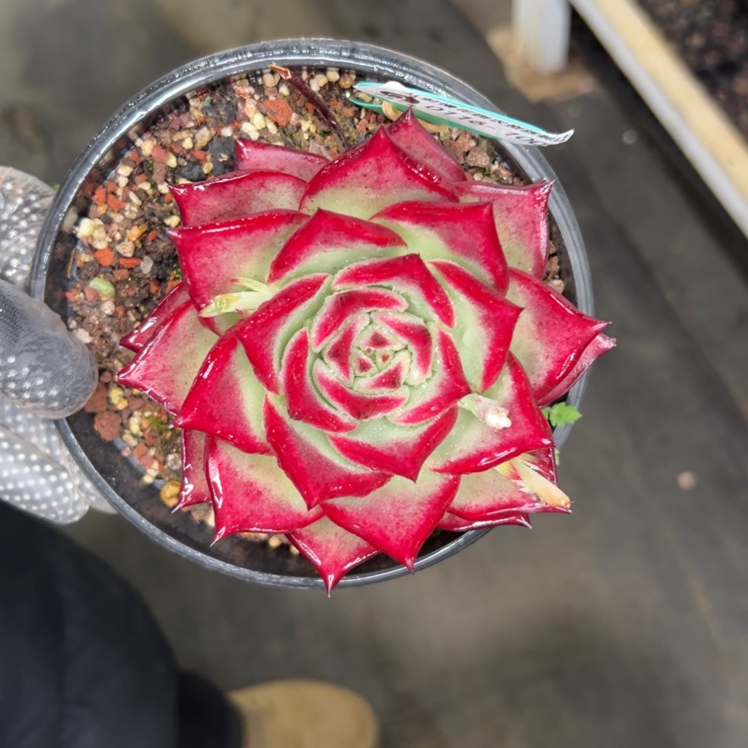 多肉精选编号0116.100