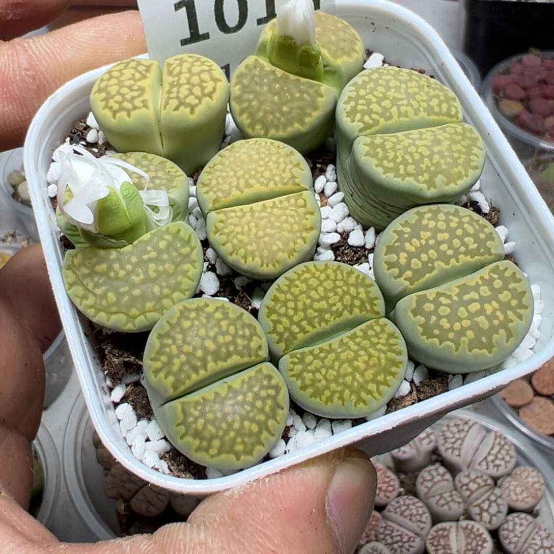 【闪购商品】 1014。     