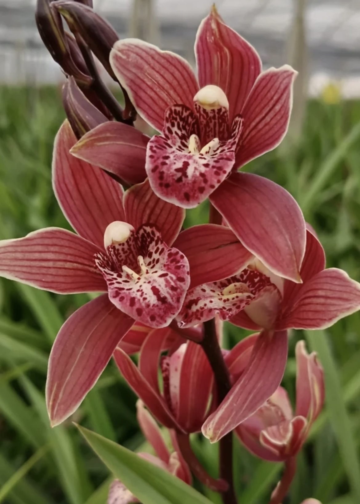 一物一拍 精致大花惠兰 云南基地直发