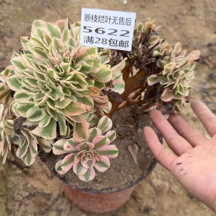 5622二号棚女巫缀D