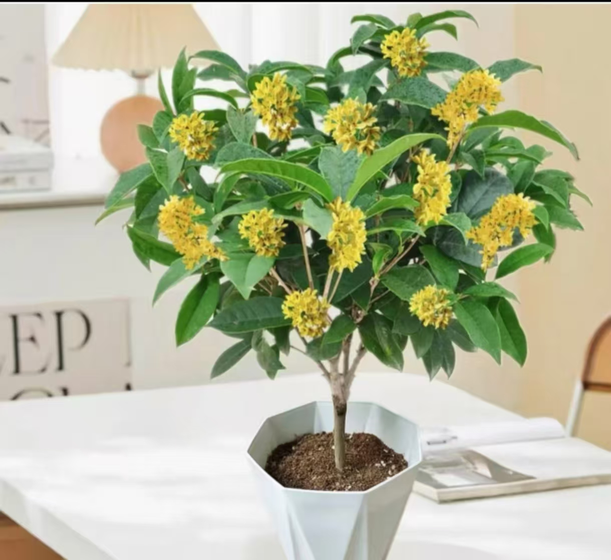 【新疆包邮】四季桂花 净化空气室内花卉 四季开花