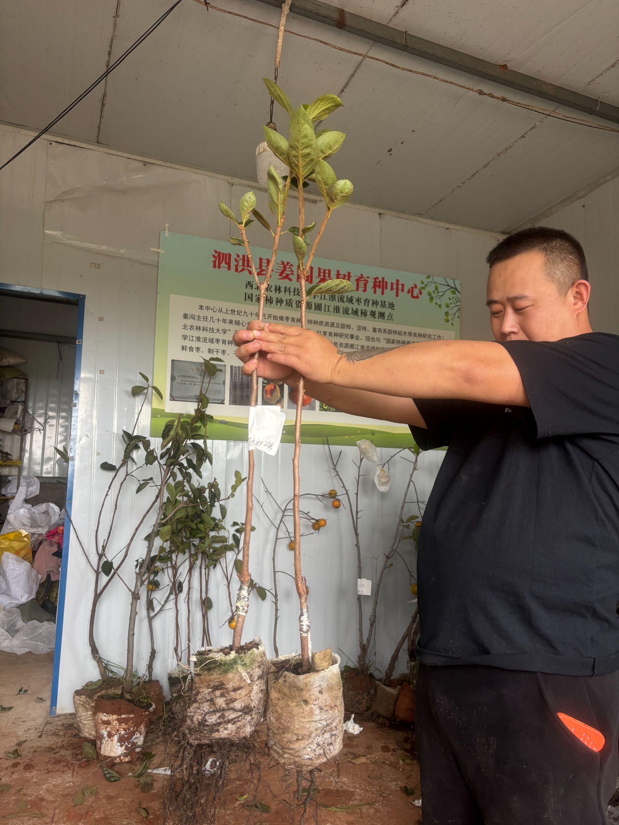 绿植园艺太丰脆甜柿种苗《6颗装》