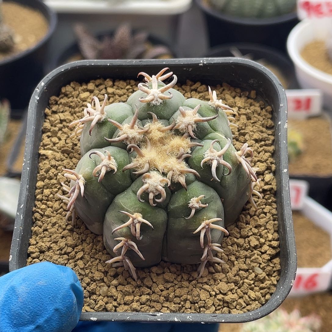 雪顶猫爪圆盘玉仙人球