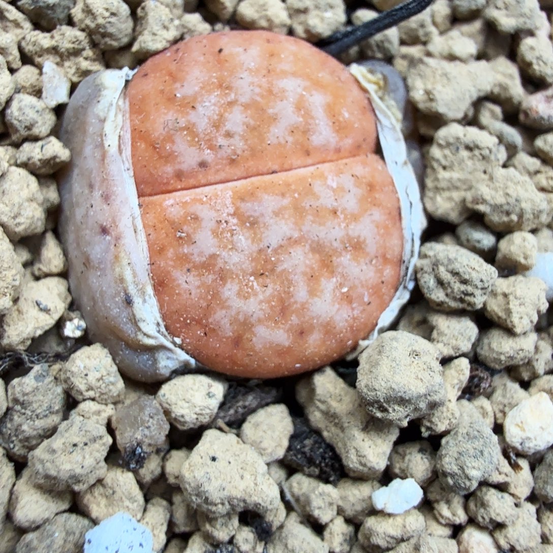 不是一会两回两散006哈哈