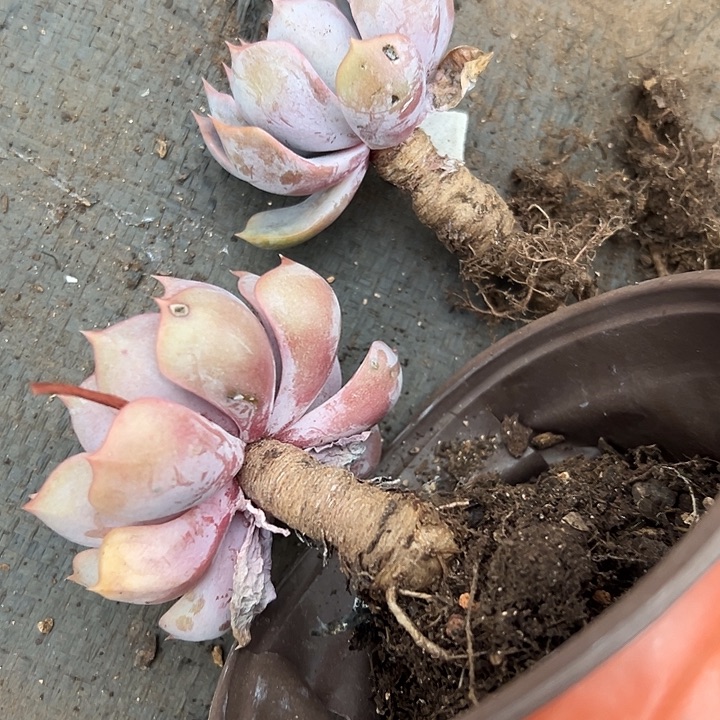 无花朵菲欧娜两盆。