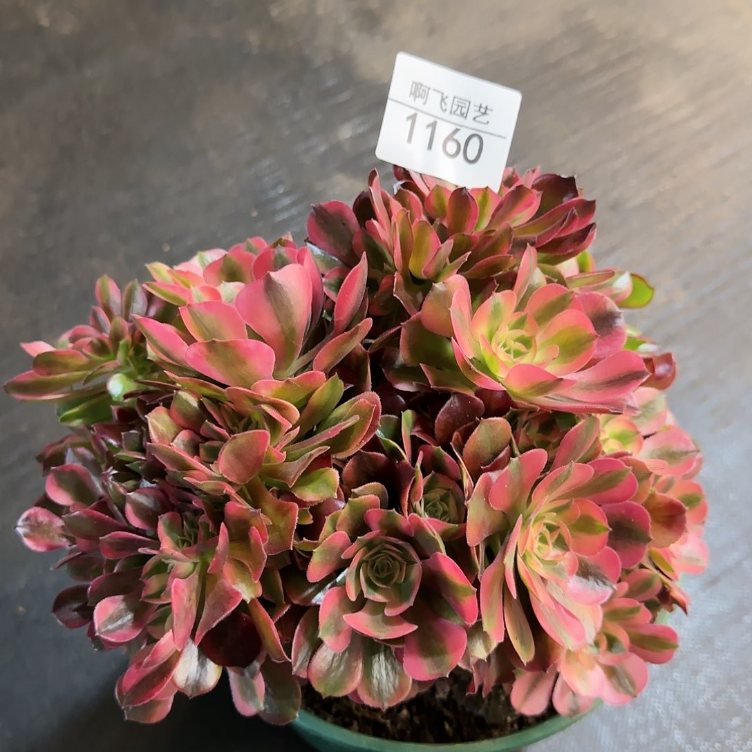 1160多肉 香妃缀法师