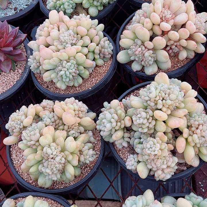 比尔盖茨精品多肉盆栽祝小王姐姐生日快乐